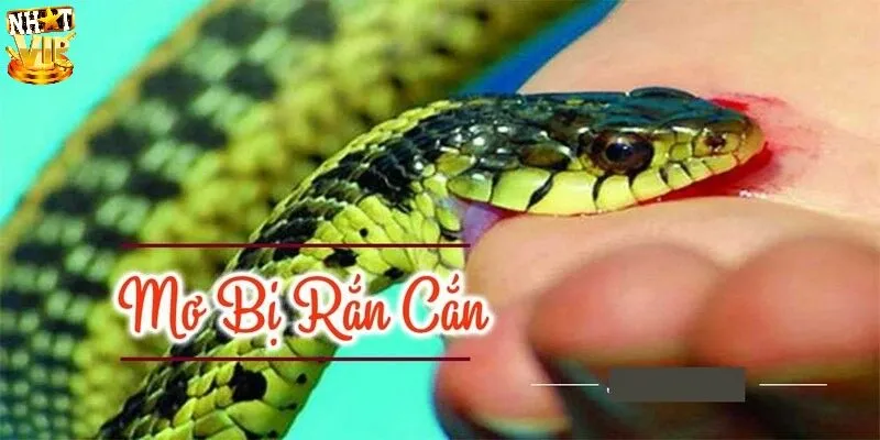 Mơ Thấy Rắn Đánh Con Gì? Gợi Ý Số May Mắn Và Giải Mã Ý Nghĩa Mơ rắn cắn người khác