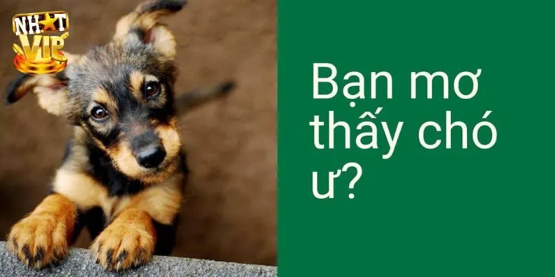 Mơ Thấy 3 Con Chó - Giải Mã Điềm Báo Cùng Con Số May Mắn