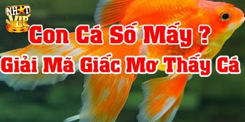 Mơ Thấy Cá - Giải Mã Giấc Mộng Cùng Con Số Lô Đề May Mắn Khi nằm mơ thấy cá đánh con gì cho may mắn?